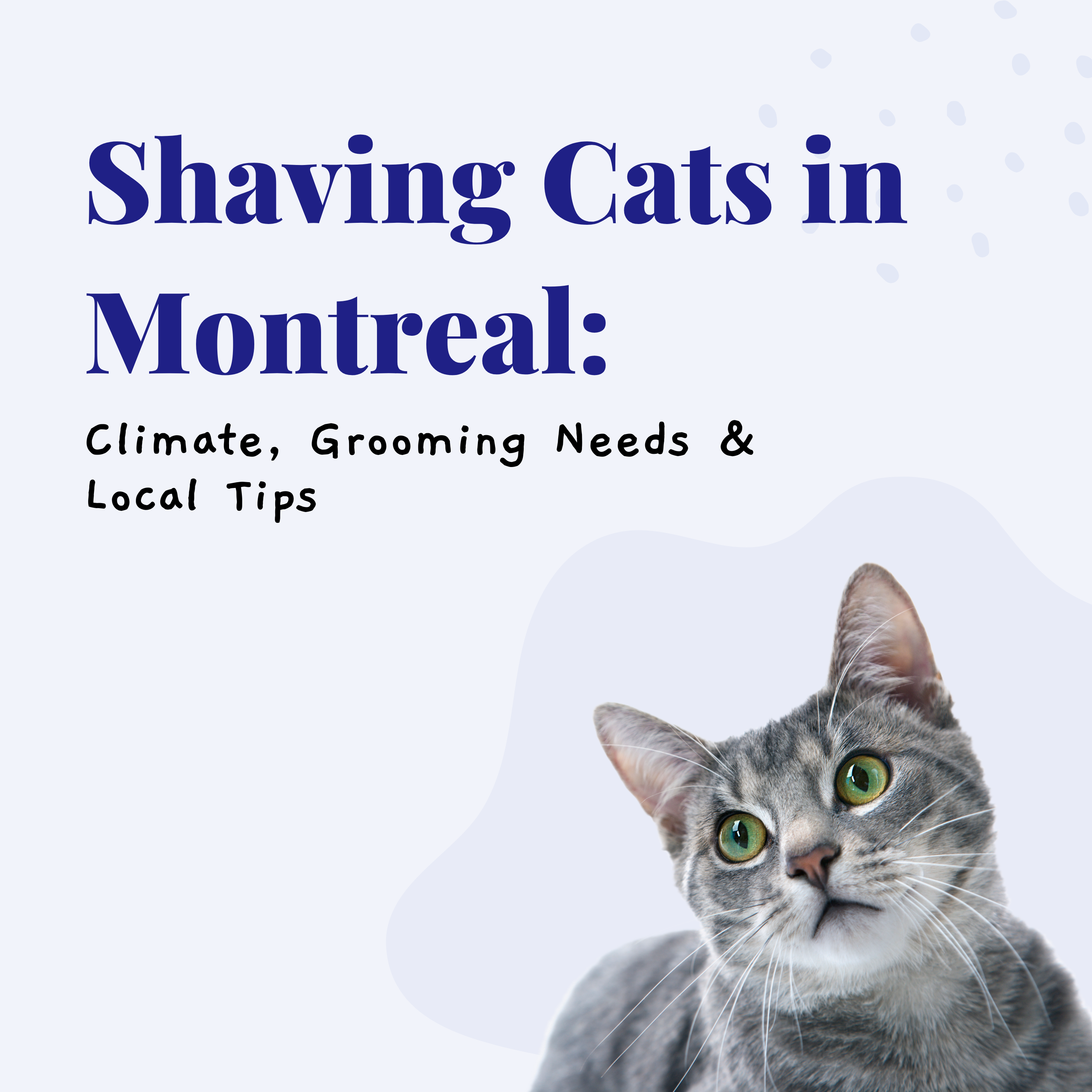 Shaving Cats in Montreal: Climate, Grooming Needs & Local Tips