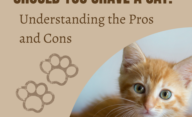 Should You Shave a Cat? Understanding the Pros and Cons