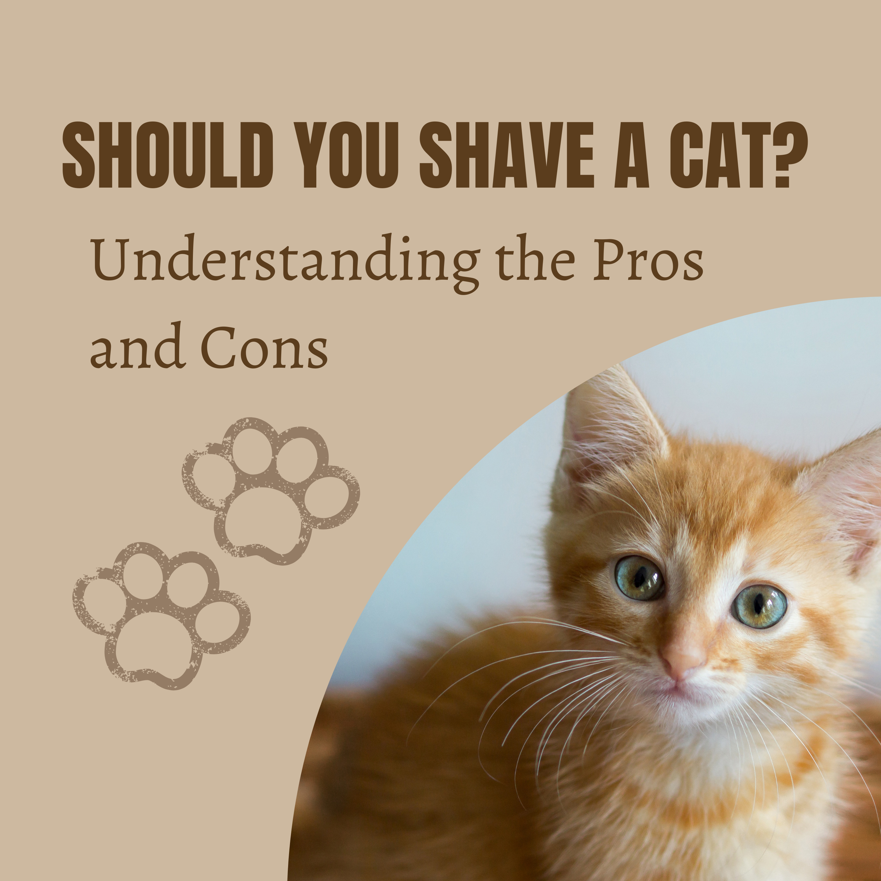 Should You Shave a Cat? Understanding the Pros and Cons
