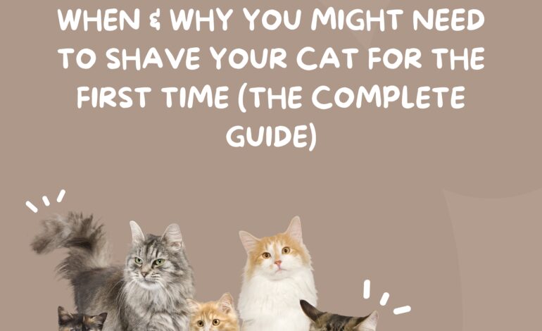 When & Why You Might Need to Shave Your Cat for the First Time (The Complete Guide)