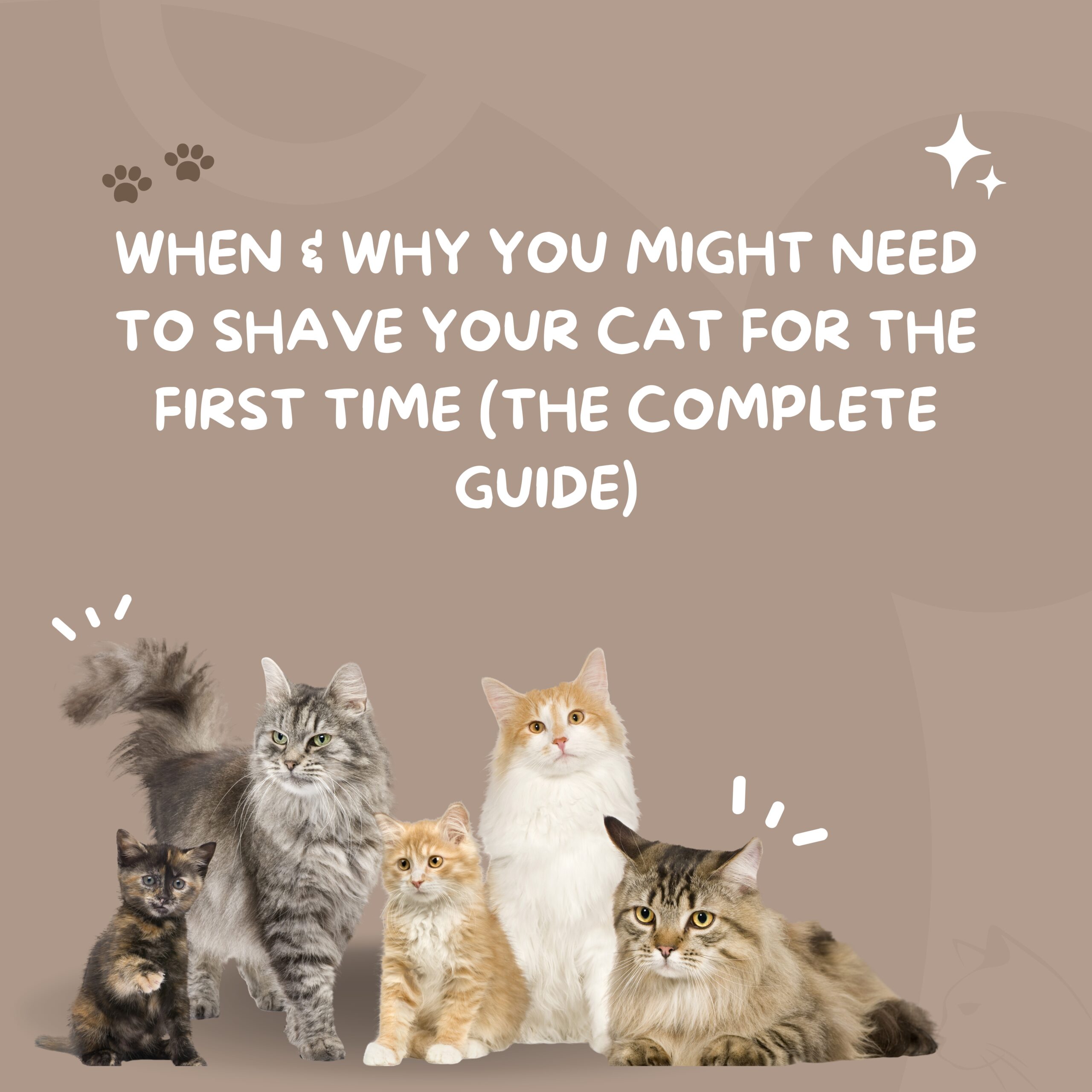 When & Why You Might Need to Shave Your Cat for the First Time (The Complete Guide)