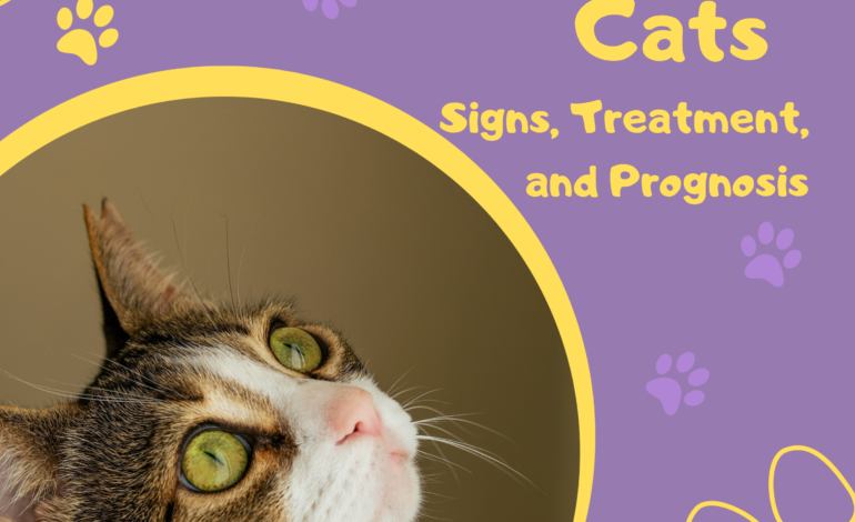Diabetes in Cats: Signs, Treatment, and Prognosis