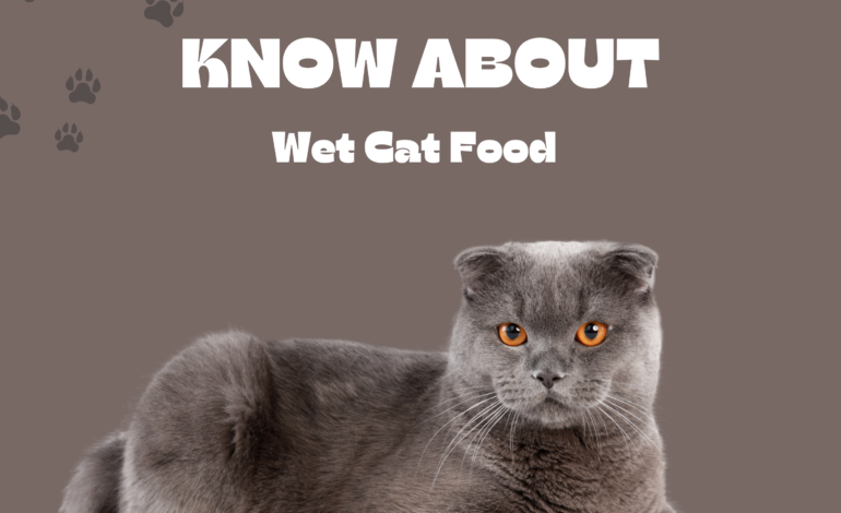 Five Things to Know About Wet Cat Food