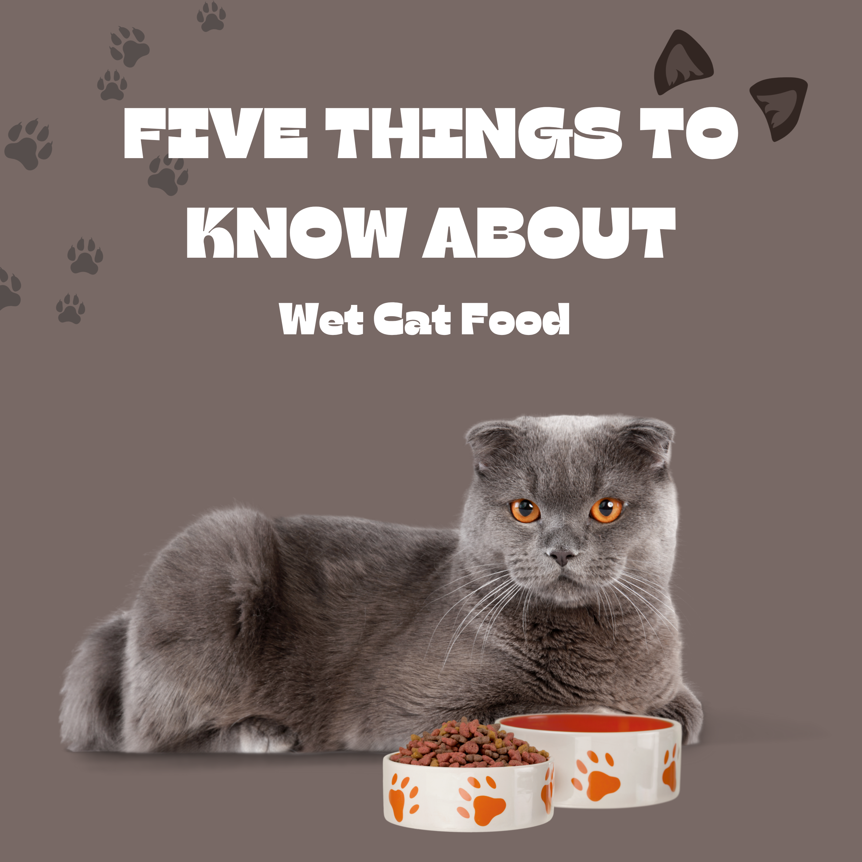 Five Things to Know About Wet Cat Food