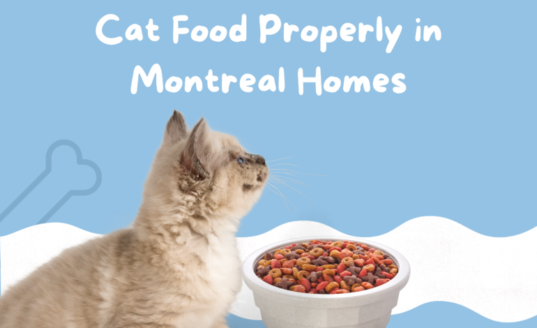How to Store & Serve Wet Cat Food Properly in Montreal Homes