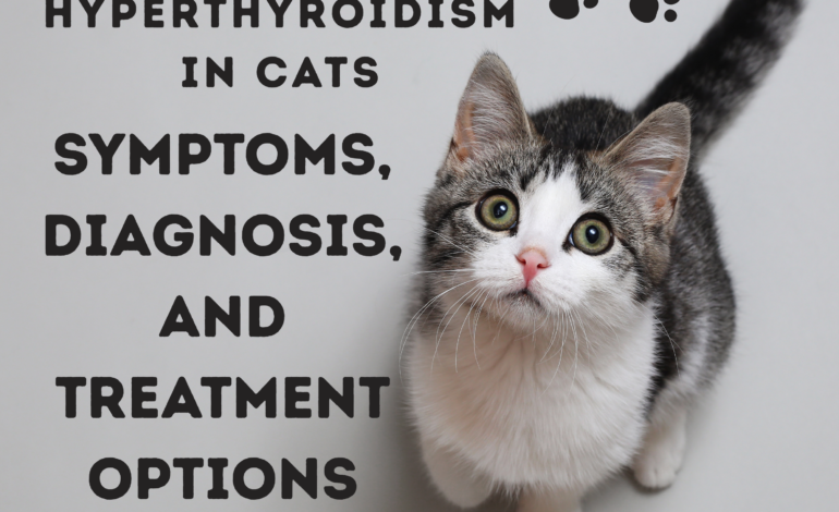 Hyperthyroidism in Cats: Symptoms, Diagnosis, and Treatment Options