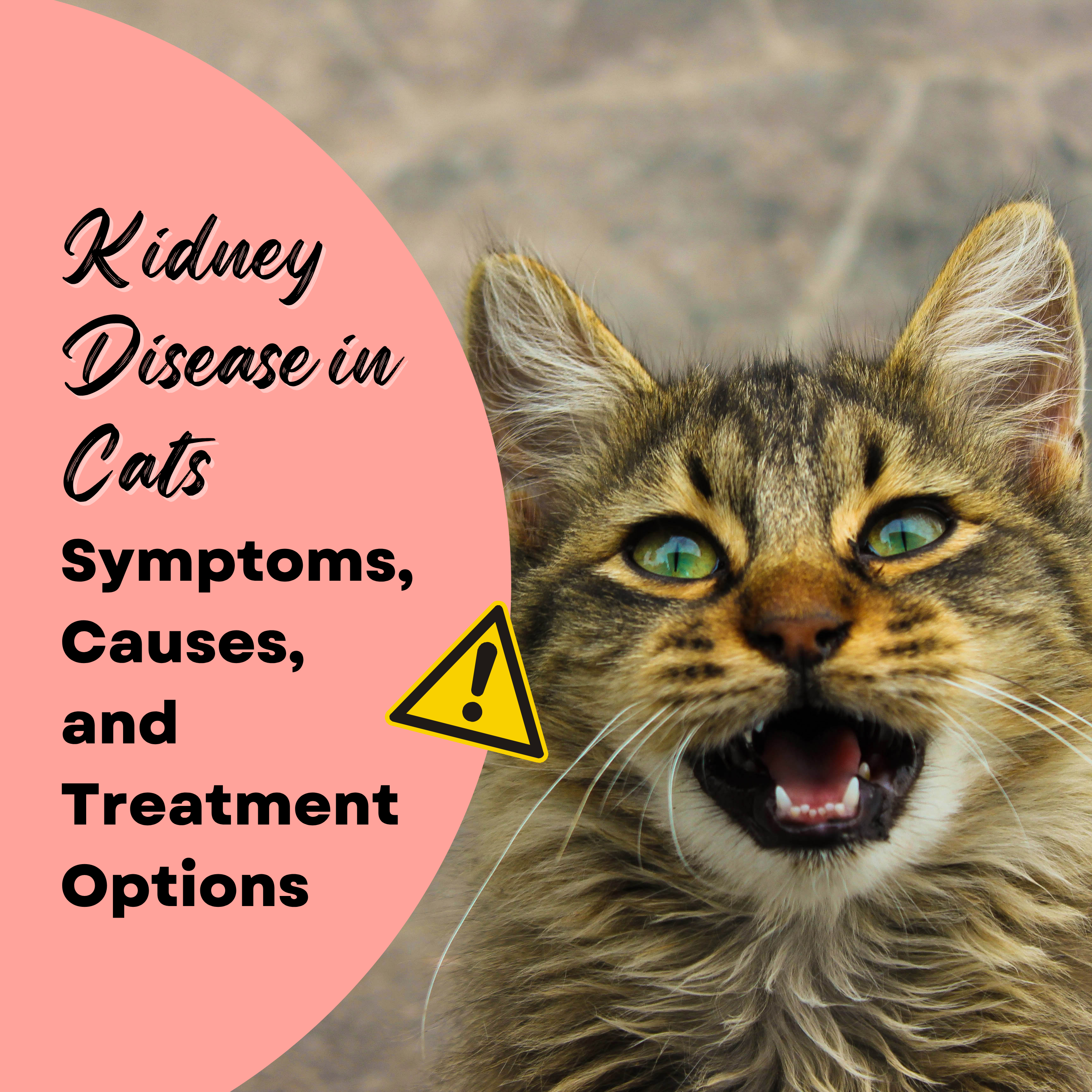 Kidney Disease in Cats: Symptoms, Causes, and Treatment Options