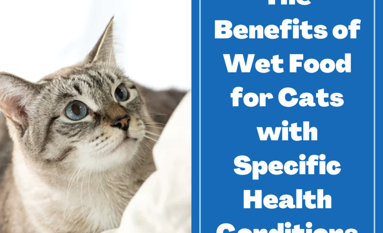 The Benefits of Wet Food for Cats with Specific Health Conditions