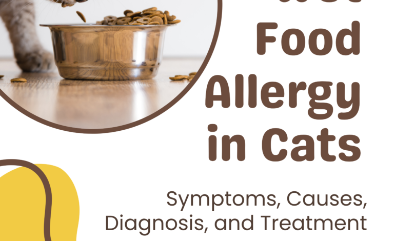 Wet Food Allergy in Cats – Symptoms, Causes, Diagnosis, and Treatment