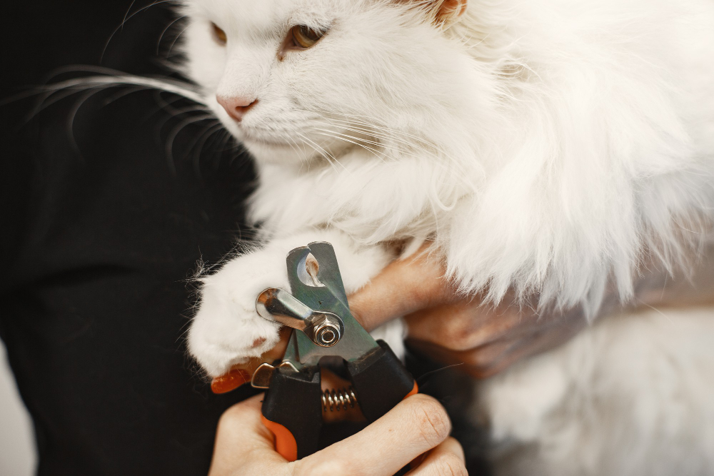 How to Shave a Cat with Matted Fur at Home