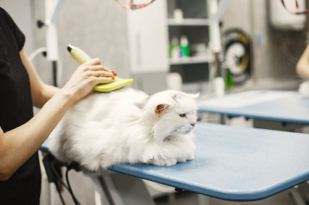 how to choose a cat brush