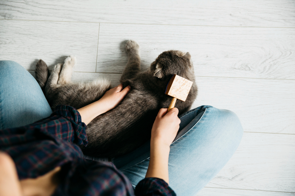 is shaving safe for cats