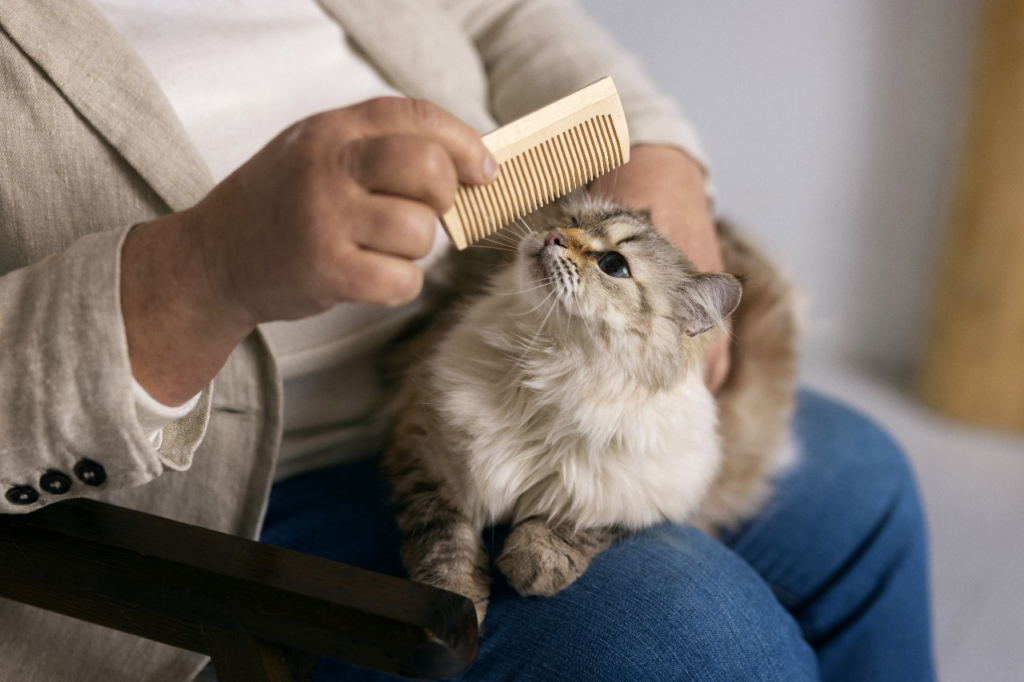 Grooming Short-Haired Cats in Montreal
