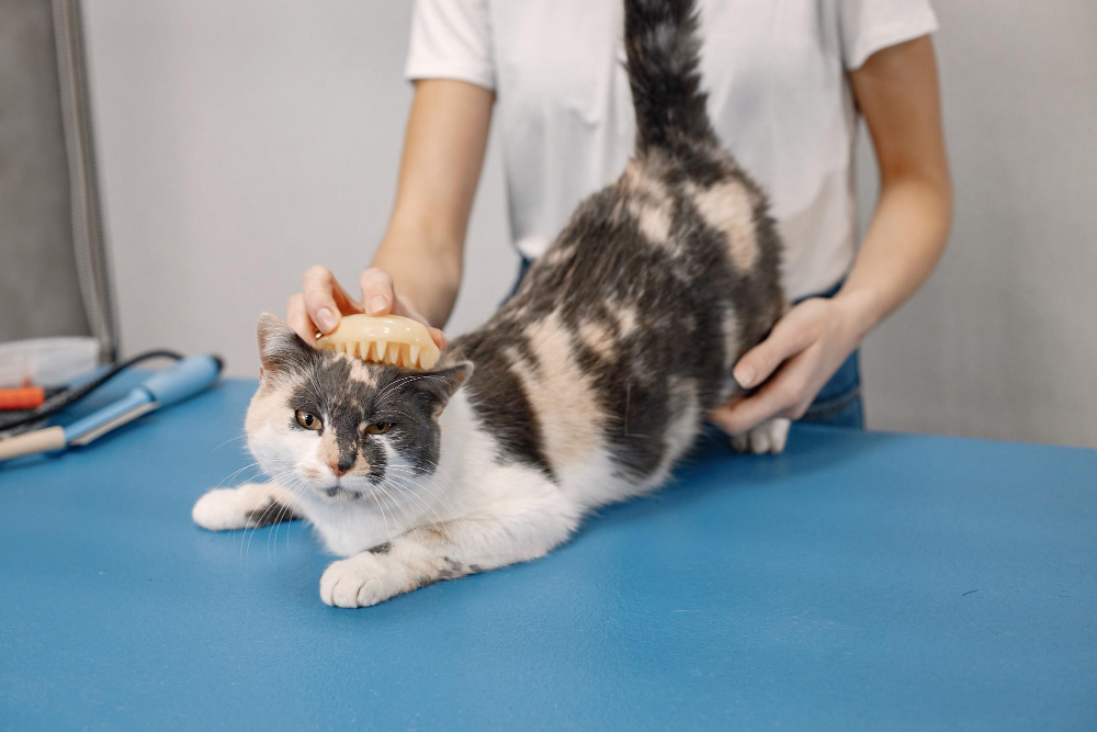 when to shave a cat