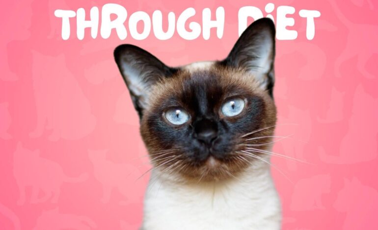 How to Maintain a Shiny Coat in Siamese Cats Through Diet