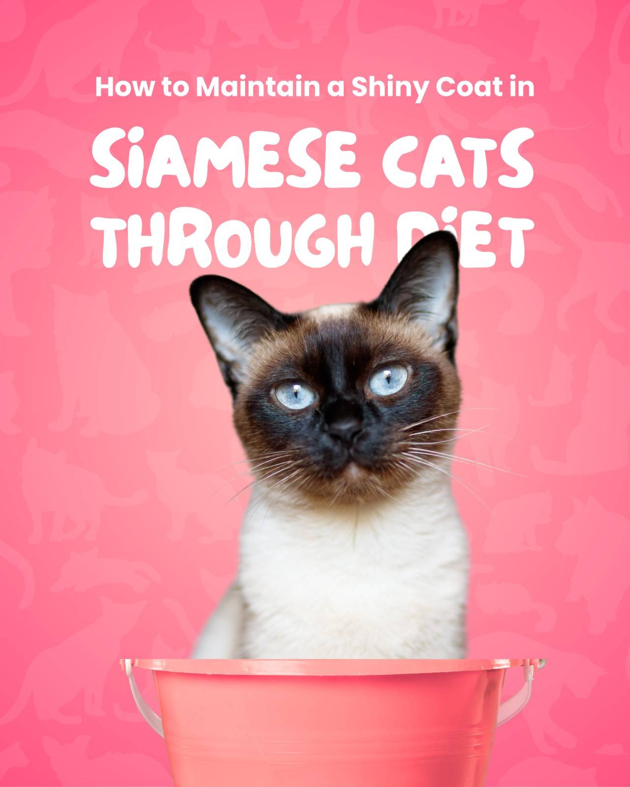 How to Maintain a Shiny Coat in Siamese Cats Through Diet