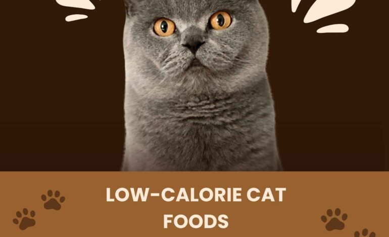 Low-Calorie Cat Foods for Overweight British Shorthairs