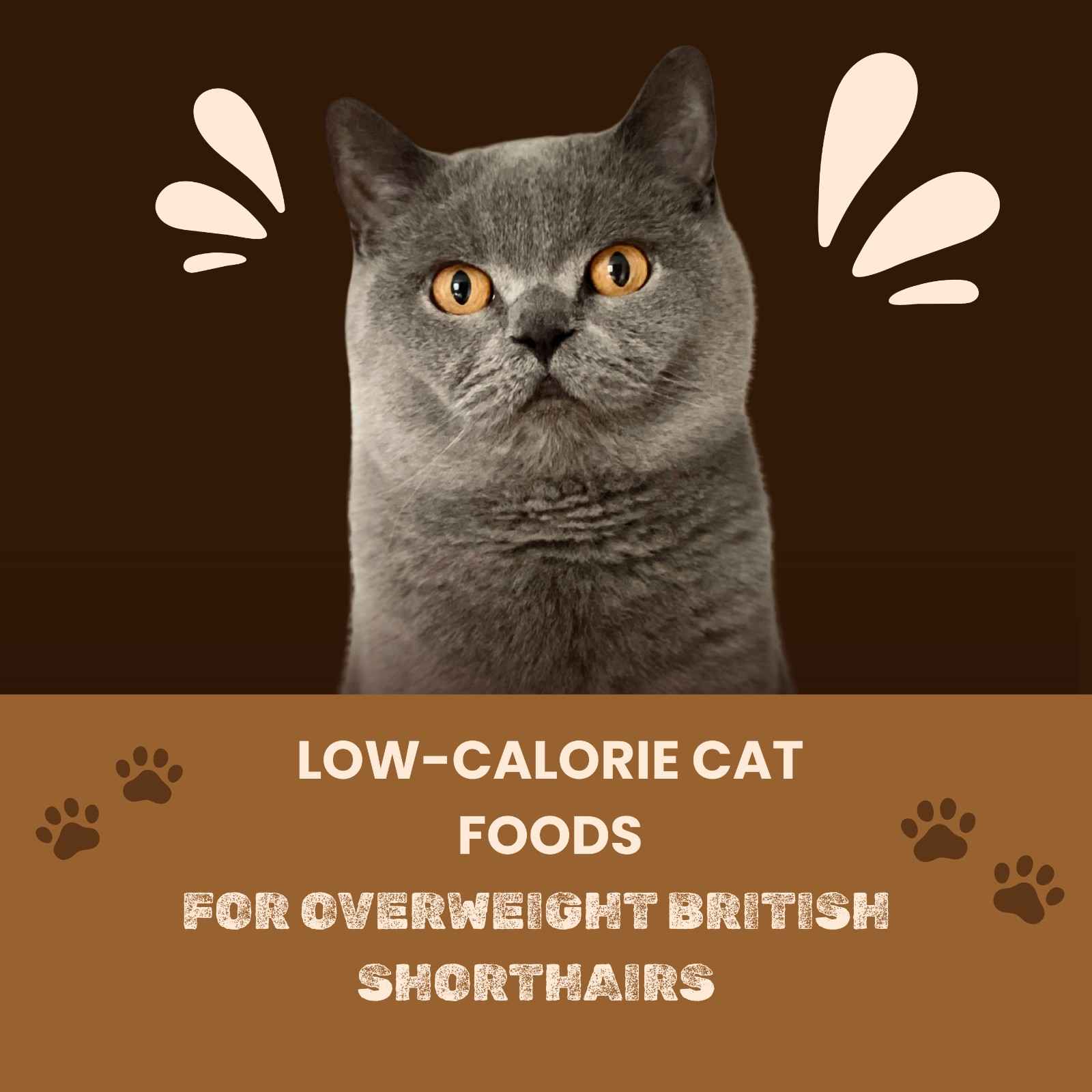 Low-Calorie Cat Foods for Overweight British Shorthairs