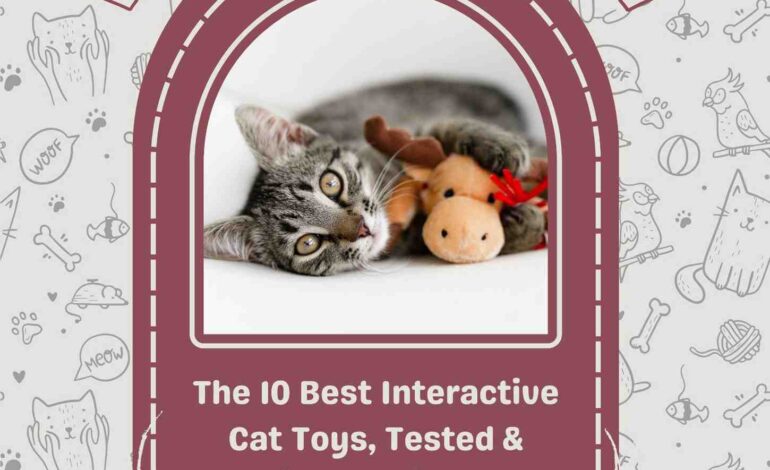 The 10 Best Interactive Cat Toys, Tested & Reviewed with Real Cats