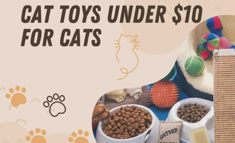 Top 10 Affordable Cat Toys Under $10 for Cats