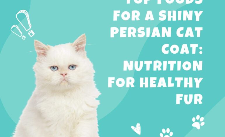 Top Foods for a Shiny Persian Cat Coat Nutrition for Healthy Fur