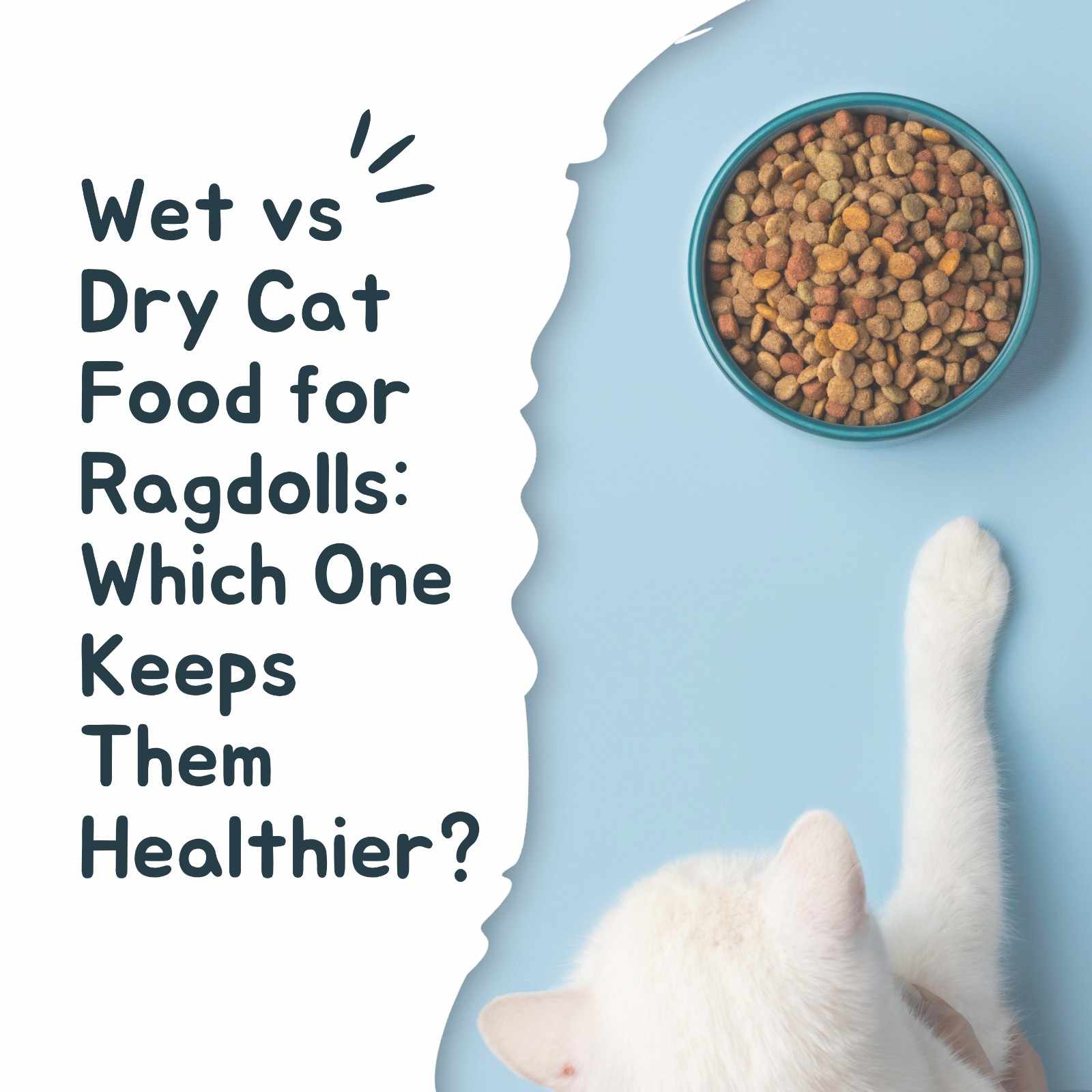 Wet vs Dry Cat Food for Ragdolls: Which One Keeps Them Healthier?