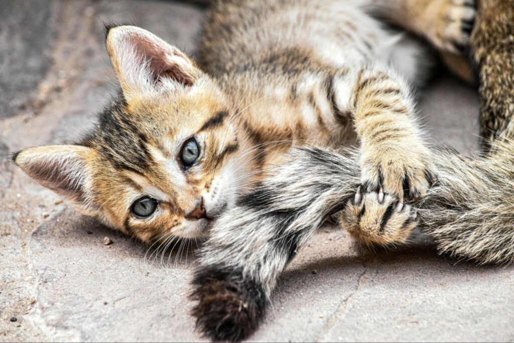 top rated interactive cat toys
