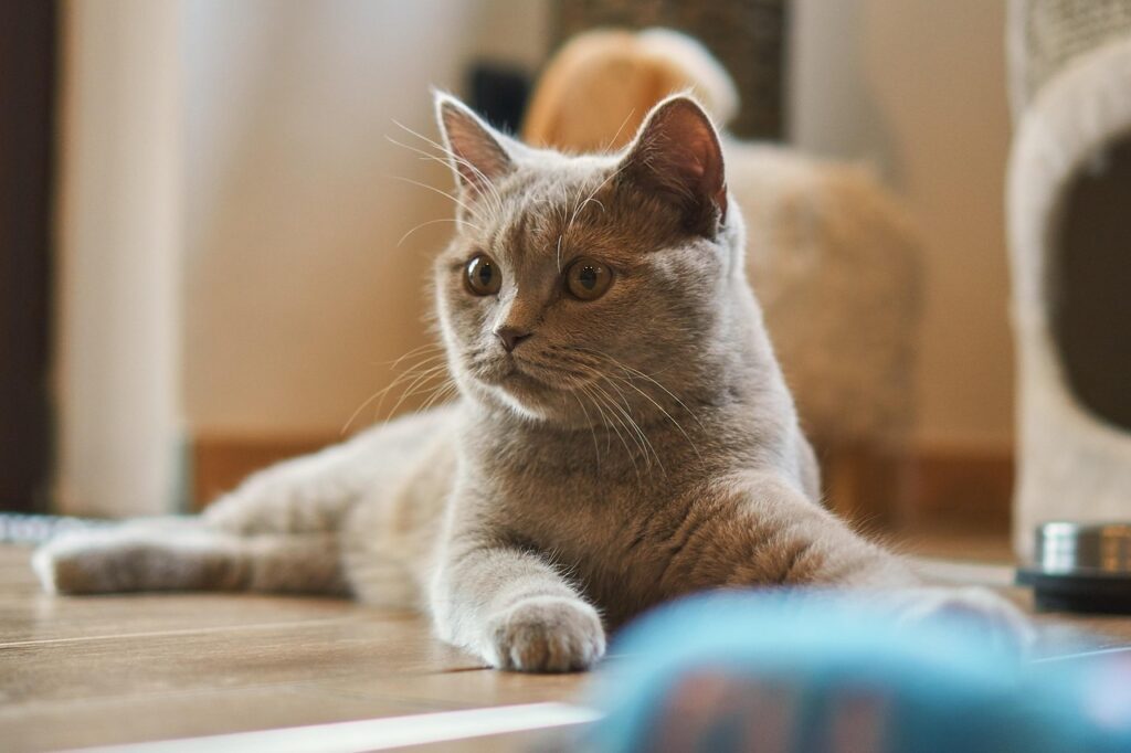 Eco-Friendly Cat Toys