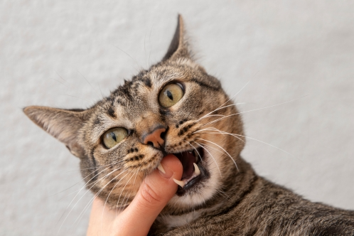 signs of dental disease in cats