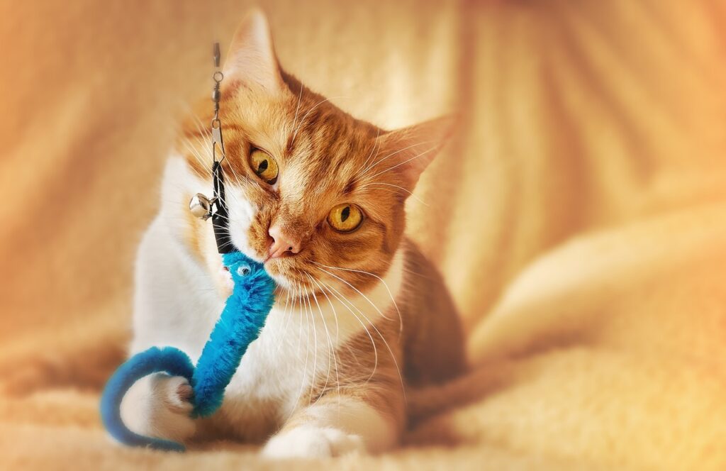 Non-Toxic Cat Toys