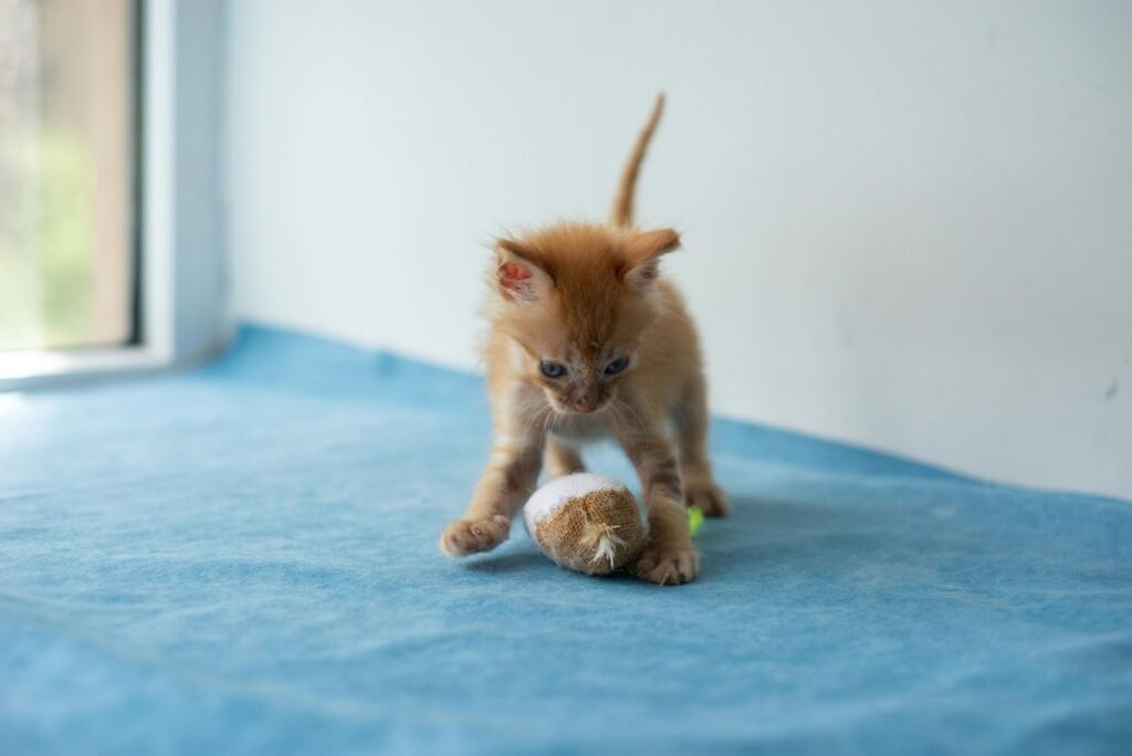 low calorie cat food for British Shorthairs