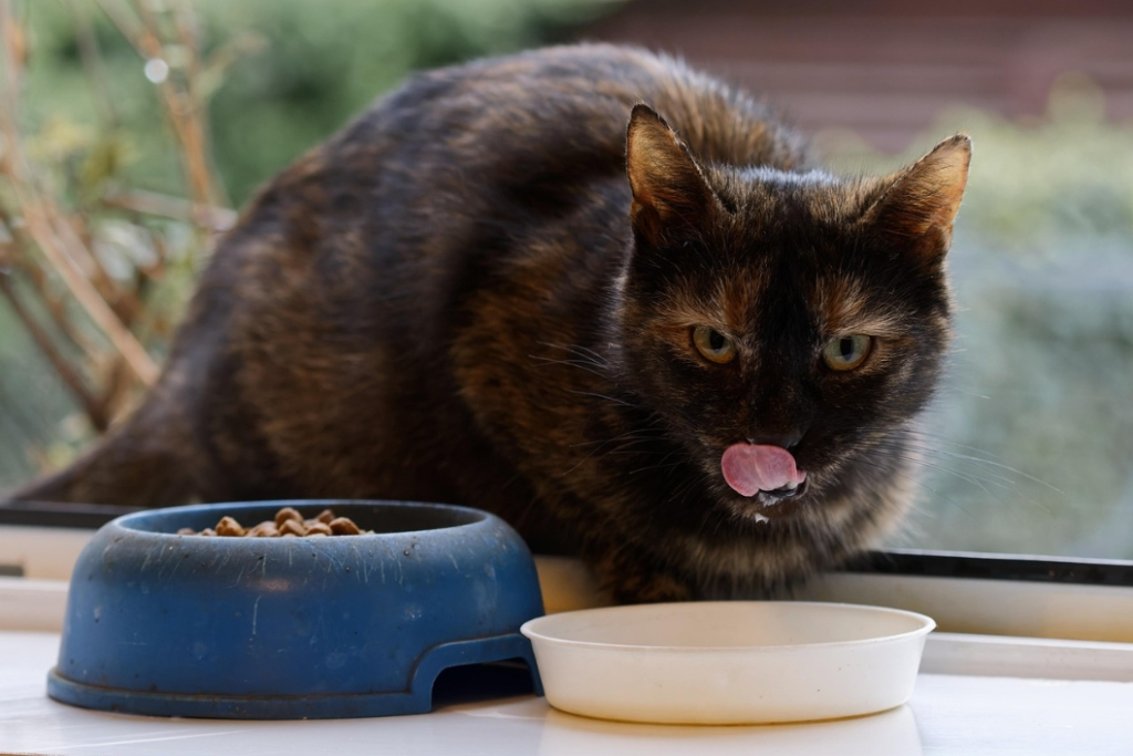 best healthy cat treats