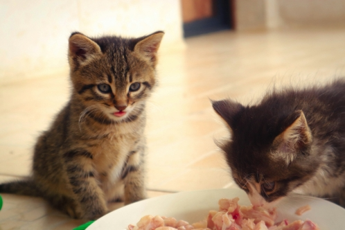 how to store wet cat food