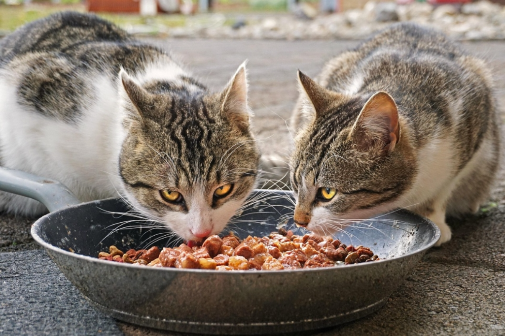 how long does wet cat food last