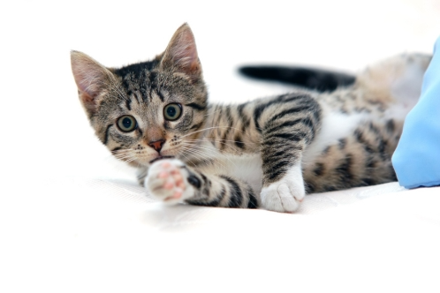 hyperactive thyroid cats