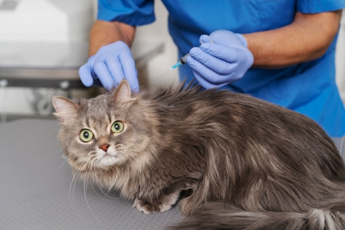 hyperthyroidism cats symptoms