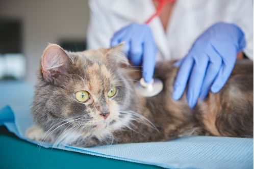 how to treat hyperthyroidism in cats