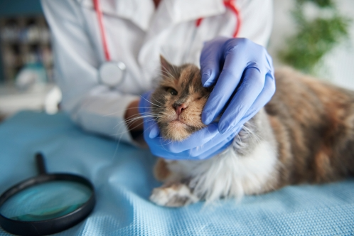 Thyroid symptoms in cats treatment