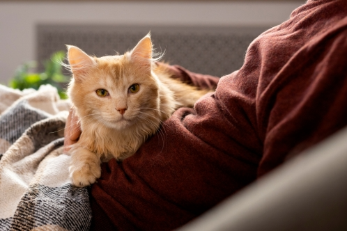 thyroid disease in cats treatment