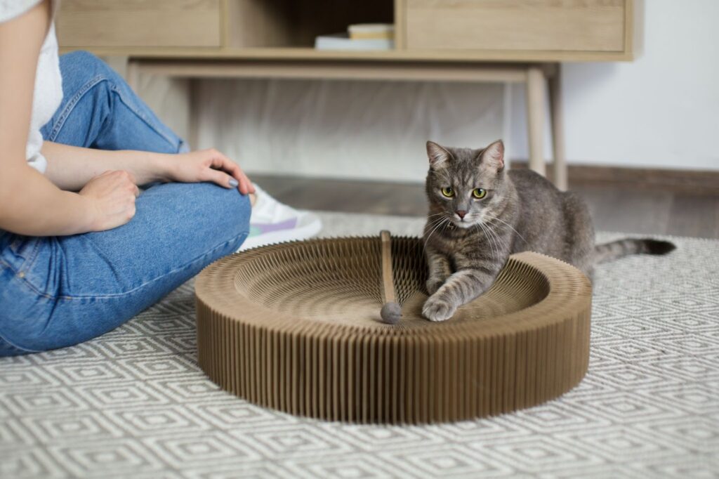 how to choose cat toy