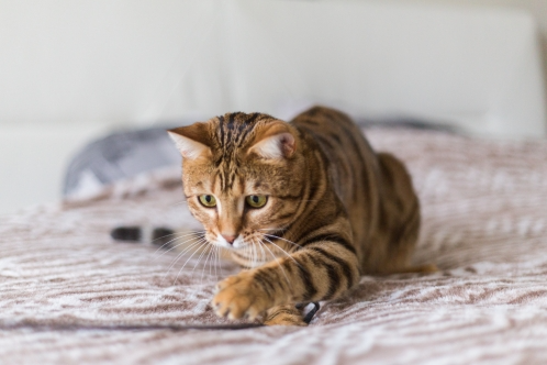 cat kidney disease cure