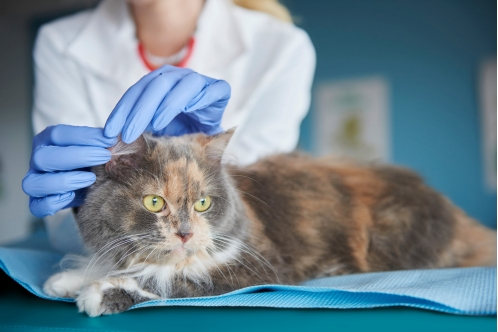 signs of diabetes in cats