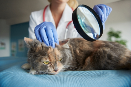 wet cat food allergies symptoms