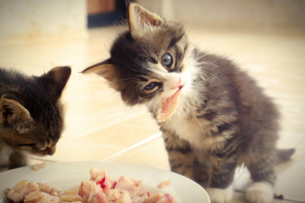 wet cat food for allergies
