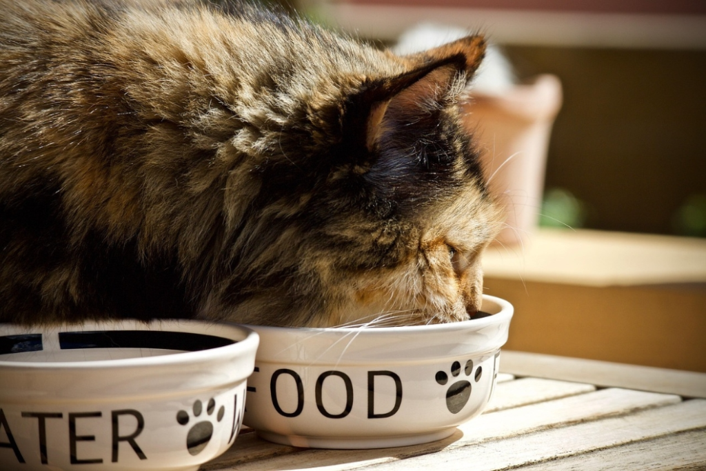 allergy treatment for cats