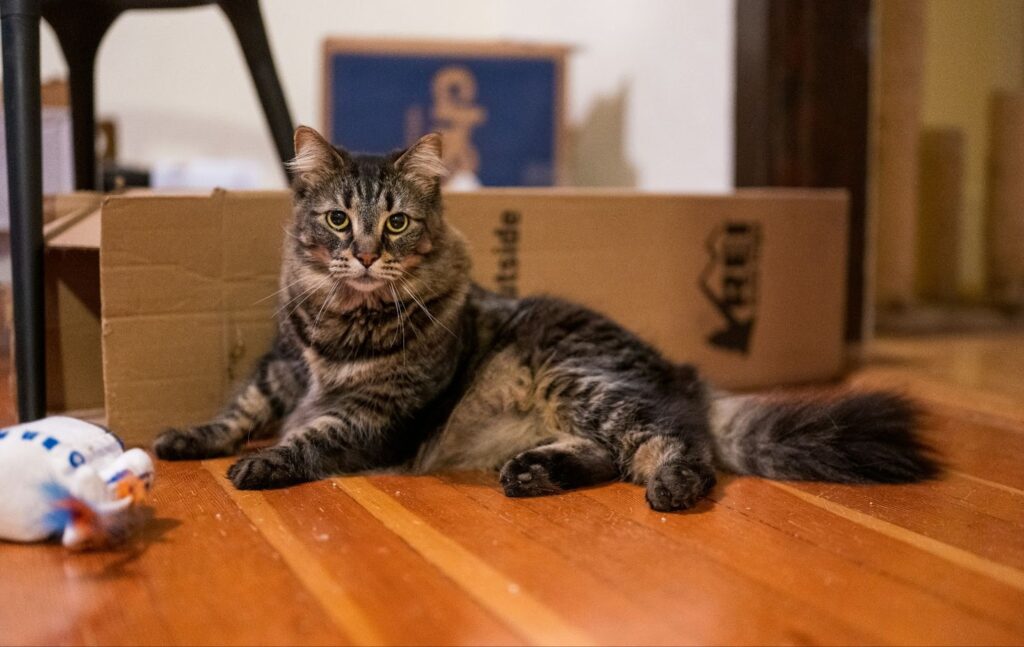 Natural Supplements for a Shinier Coat