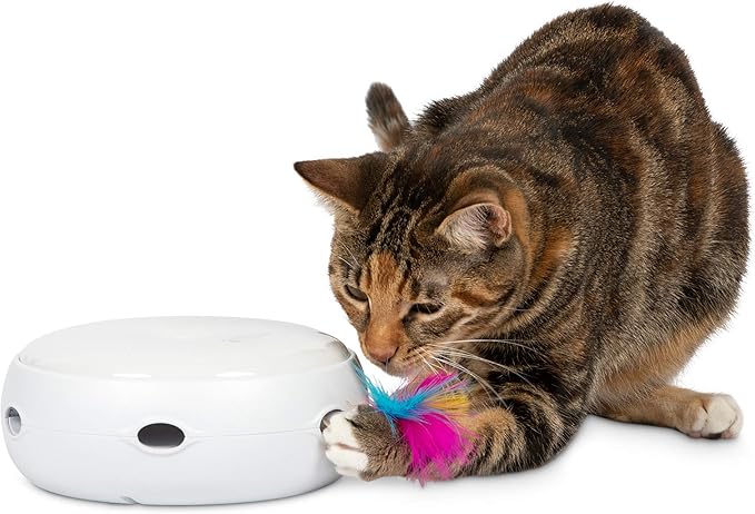 interactive toy for cats