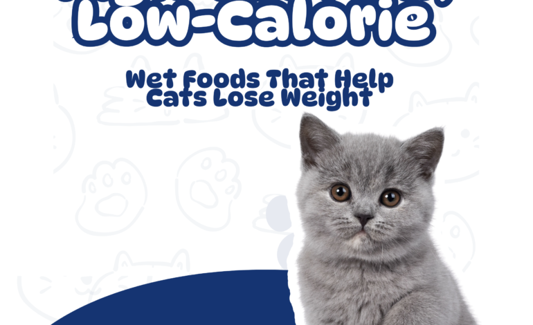 High-Protein, Low-Calorie Wet Foods That Help Cats Lose Weight