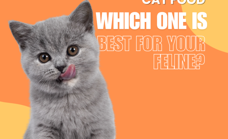 Organic vs Holistic Cat Food - Which One Is Best for Your Feline