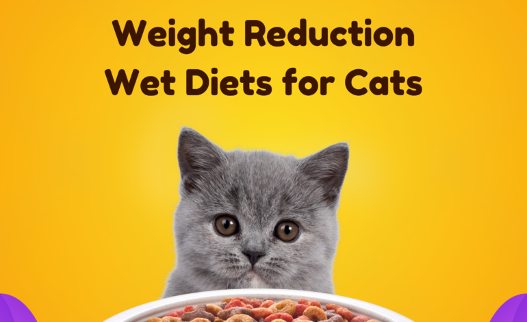 The Role of Fiber in Weight Reduction Wet Diets for Cats
